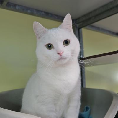 Lumi